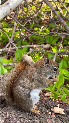 Squirrels Sounds Happy Chirping for Food