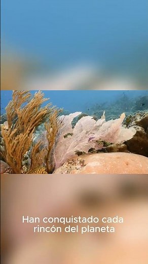 EPISODIO 2 — Por qué los invertebrados dominan la Tierra