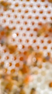 Bees, often dismissed as simple organisms with minimal brains, exhibit one of the most extraordinary architectural feats in nature: the creation of perfectly tessellated hexagonal honeycombs… Rather than conscious design, their geometric mastery arises from a sophisticated interplay of chemical intelligence, pheromonal signaling, thermodynamic forces, and environmental resonance. Their wax glands secrete material that, under cooperative motion and precise temperatures, self-organizes into hexago