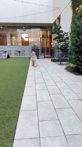 . Credit: @bigbirdtheafghan | Afghan Hound Video Gallery