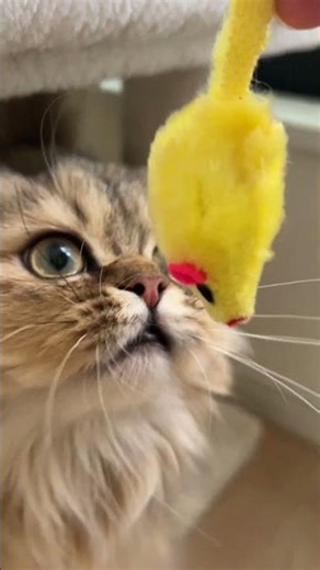 ネズミ楽しい #ペルシャ #チンチラゴールデン #猫 #cat #猫のいる生活 #fip #治療中