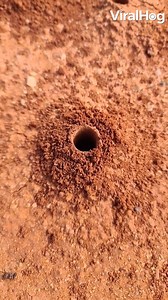 70K views · 823 reactions | It's always nice to appreciate the burrowing bees!  | ViralHog | Facebook