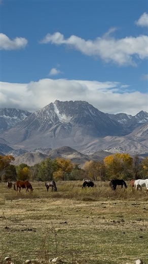The last of fall is among us. Savoring moments like these as we prepare for the earlier nights spent cozy around the fire. Winter will be here before we know it. | June Lake Pines