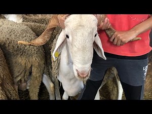 جولة في السوق واسعار الحولي 🐏🐏🐄🐄ديال العيد 2019( الجزء1)