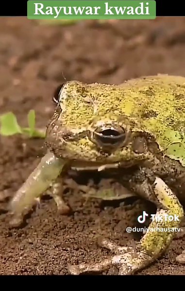 Monkey Eating Frog: A Rare Wildlife Moment