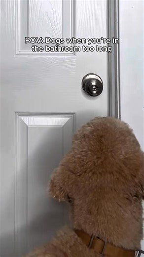 64K views · 781 reactions | Forgot to mention it’s hair-wash day and almost had my bathroom door sawed down.. #dogs | Kat & Oliver | Facebook