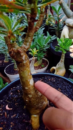 How to Remove Fungus from Adenium Stems