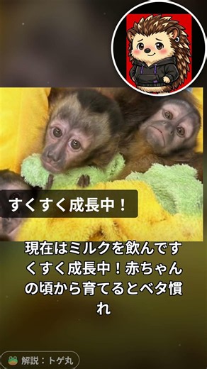 🐒 第105弾：フサオマキザル 編 賢さは人間の子供並み！鍵を開ける天才ハッカーの罠 #shorts #猿