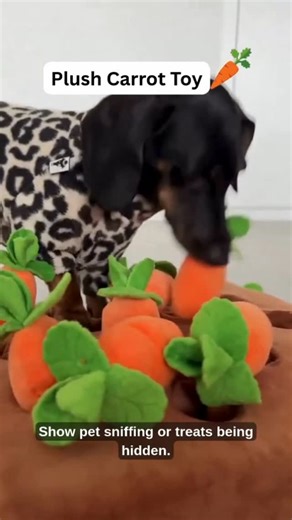 Dachshund Lifestyle on Instagram: "Plush Carrot Toy 🛒 Order yours from the link in our bio. 🌏 Worldwide shipping is available 👌👌✅✅. _ _ _ _ #dachshund #dachshundlife #dappledachshund #dachshundsonly #dachshundlover #dachshundofinstagram #dachshund_love #dachshundsunited #dachshunddaily #dachshundlovers #dachshund_world #dachshund_feature #dachshundoftheday_ #dachshundworld #dachshundsofig #dachshundgram #dachshundmix #dachshundpuppies #dachshundcentral #dachshundc