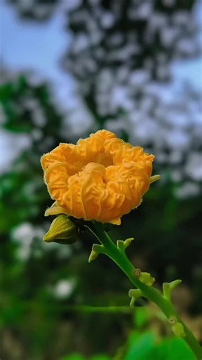 Best app for your phone camera