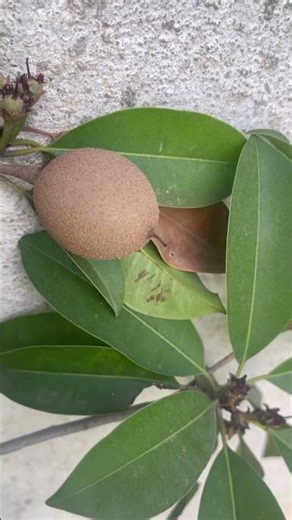 Watching my sapota tree grow with love and patience 💚 #GardeningJoy