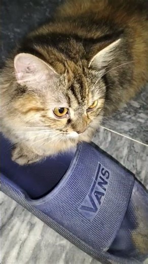 cute cats 😻😻#ytshorts #trending #fyp #funny #funnycats #animal #cat #catvideos