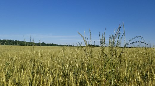Post-Emergence Control of Italian Ryegrass