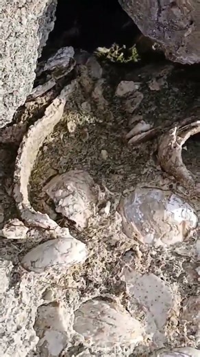 Look At The Size Of This Clam