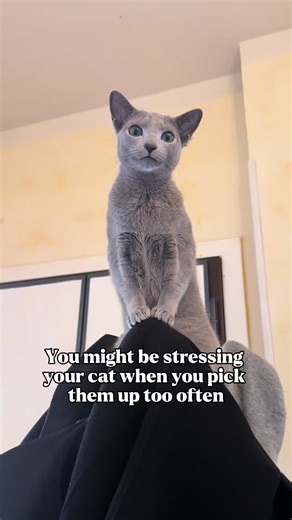 Picking your cat up might feel like affection, but it can actually be a hidden source of cat stress. Learning to read cat stress signals often starts from the things we believe they enjoy. From a behavioral perspective, cats are both predators and prey. Because of this, control over their body is essential for their sense of safety. When they are lifted without choosing it, that control disappears instantly, and their nervous system can interpret it as a threat rather than comfort. Some cats wil