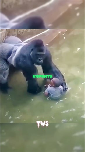 This Is Harambe — The Part of His Story Most People Never Heard