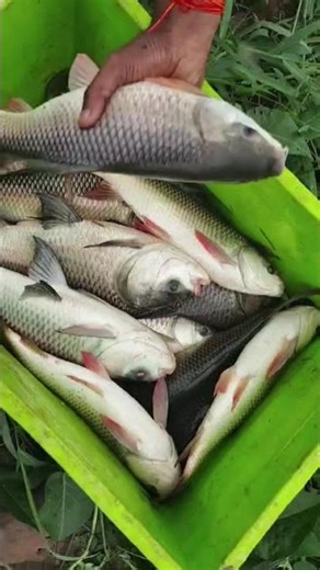 White fish Trail Netting