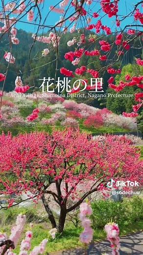 長野県の阿智村にある花桃の里。川沿いや周囲の山に植えられている花桃は絶景です。車で谷間に入り、抜けた先にありますが景色を見た時は驚きの声が出てしまいました。 Hanamomo no Sato is a village of peach blossoms in Achi Village, Nagano Prefecture. The peach blossoms planted along the river and in the surrounding mountains are a spectacular sight. You can drive into the valley and come out of it, and when you see the view, you'll be amazed. #japantrip #japantravel #日本の絶景 #絶景スポット #japan #絶景 #花桃 #花桃の里