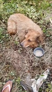 44 reactions · 17 shares | Caso externo  Urgente URGENTE URGENTE ...