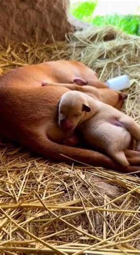 These two smart little milk dogs, Chinese masters of cuteness #dogs #pets #Chinese