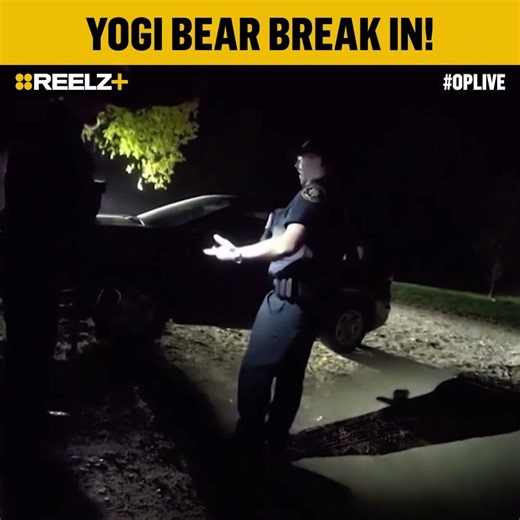 Yogi Bear Breaks Into Car and Ends Up Trapped Inside