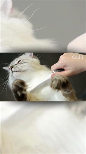 Professional Cat Grooming at Home 🐱✨ | Catit Grooming Kit Review & Demo