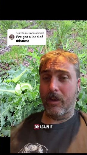 How to get rid of thistles