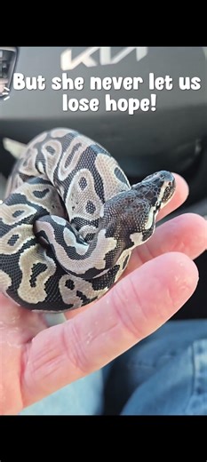The worlds cutest runty ball python is a survivor! #ballpython #cute #viral #youtubeshorts #wow #omg