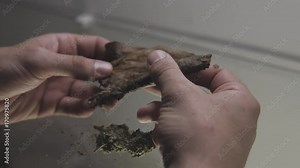 twisting a blunt with marijuana weed a in hand close-up . Men's hands twist blunt for smoking weed
