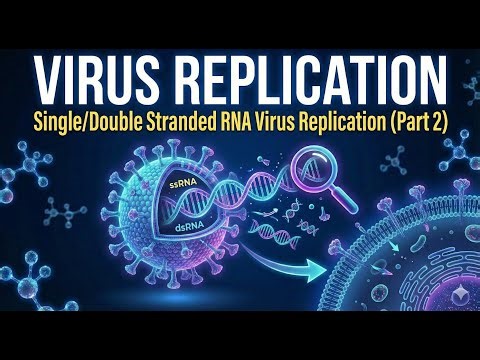 Virus Replication | Single/Double Stranded RNA Virus Replication (Part 2)