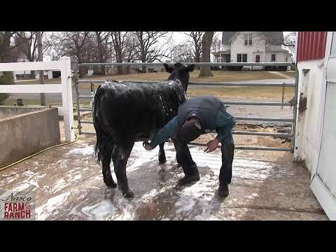 Beef Cattle Washing Tips from Nasco & CD Show Cattle