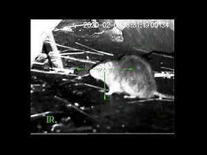 Rat Shooting, vermin control on local farm...