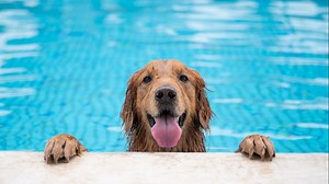 These St. Louis area pools are hosting dog swims this summer