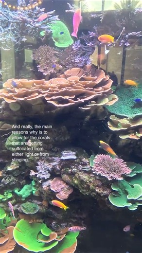 5000 GALLON REEF AQUARIUM. IT'S TIME TO TRIM DOWN SOME CORALS. PART 1.