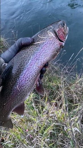 Giant Resident Rainbow caught on a bead while fishing for coho