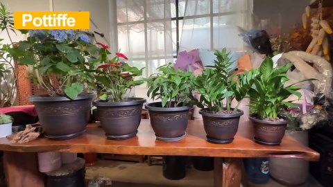 Plastic-Plant-Flower-Planters-12 Inch with Drainage Hole & Saucer, 3 Packs Lightweight Small Resin Flower Pot Indoor Outdoor, Retro Antique Imitation Decorative Garden Containers Sets for Houseplants