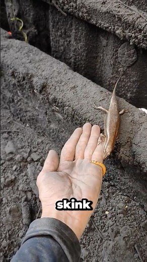 The Science Behind How Skinks Hunt
