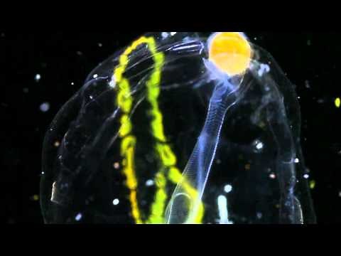 Plankton Chronicles - Salps