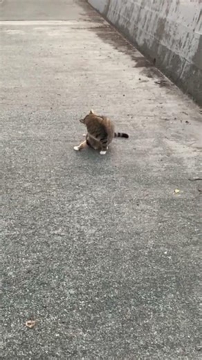 [A cat obviously used to attract customers (thank you)]