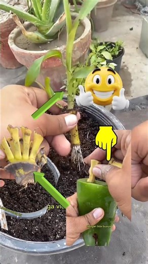 cara menanam pisang dengan lidah buaya #ideakreatif #cyborg #shortvideo #tutorial
