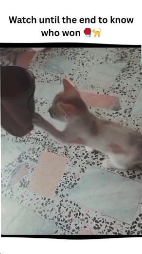 Why are kittens like this?? 😭 #funny #cat #foryou #memes #trending #shorts