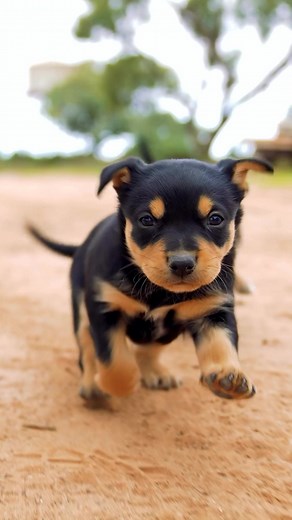 Talk about a cuteness overload! 🧡 While these kelpie puppies still have plenty of time to find their footing, the intelligence of these quintessentially Australian canines is apparent to anyone who sees them in action! It’s not hard to see why these dogs are a pivotal part of the nation’s agricultural narrative: wherever livestock are worked, you’re likely to see kelpies. 🎥 Eddie Ablett #dog #dogs #puppy #puppies #cutenessoverload #cuteanimals #babyanimals #cuteanimal #babyanimal #puppylove #p