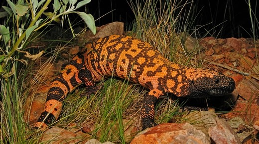 This lizard bit its owner, and he died 4 days later