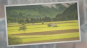 Why Do Farms Have Donkeys?