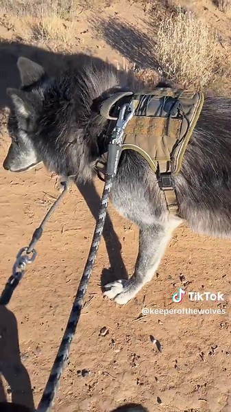 Always like to have confident Kiku when out with a wolfdog♥️. Good job Kiku and Ryder. #keeperofthewolves #foryoupage #savewolves #packpeculiar #wolves .