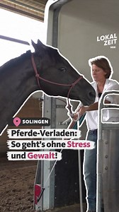 527K views · 1.4K reactions | Michaela zeigt in Solingen, wie man Pferde ohne Gewalt und stressfrei in einen Anhänger bekommt.  | WDR Lokalzeit | Facebook