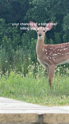 Not my usual daily chicken content but looook at these beautiful bambi