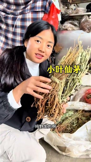 Discover the Hidden Gems: Mountain Plants Unveiled