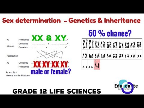 Sex determination - genetics and inheritance grade 12