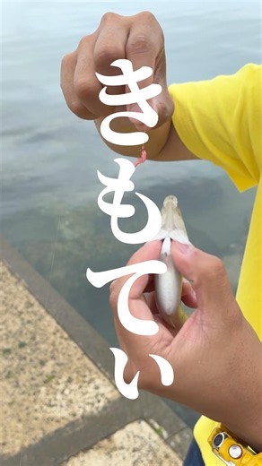 【簡単に取れる】シロギスに針飲まれた時のスーパーテクニック！ #釣り #fishing #フィッシング #blanknot #でらつり